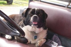 Brookemeade Sod Farm Dog